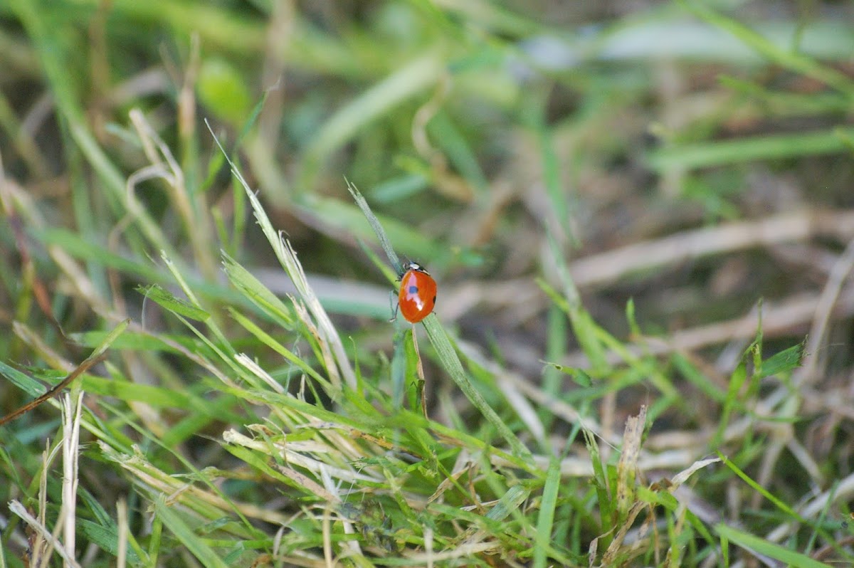 Coccinelle à deux points (Two-spotted ladybug)