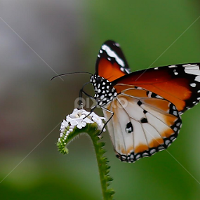 Giddyup by Michael Pua - Animals Insects & Spiders