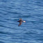 Atlantic Puffin