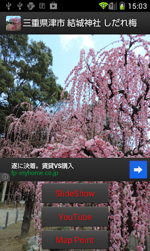 Japan:Tsu Shidare plum trees
