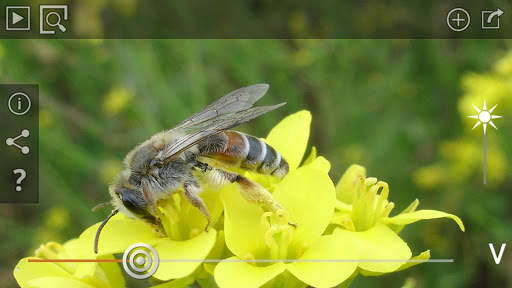 Pollinators