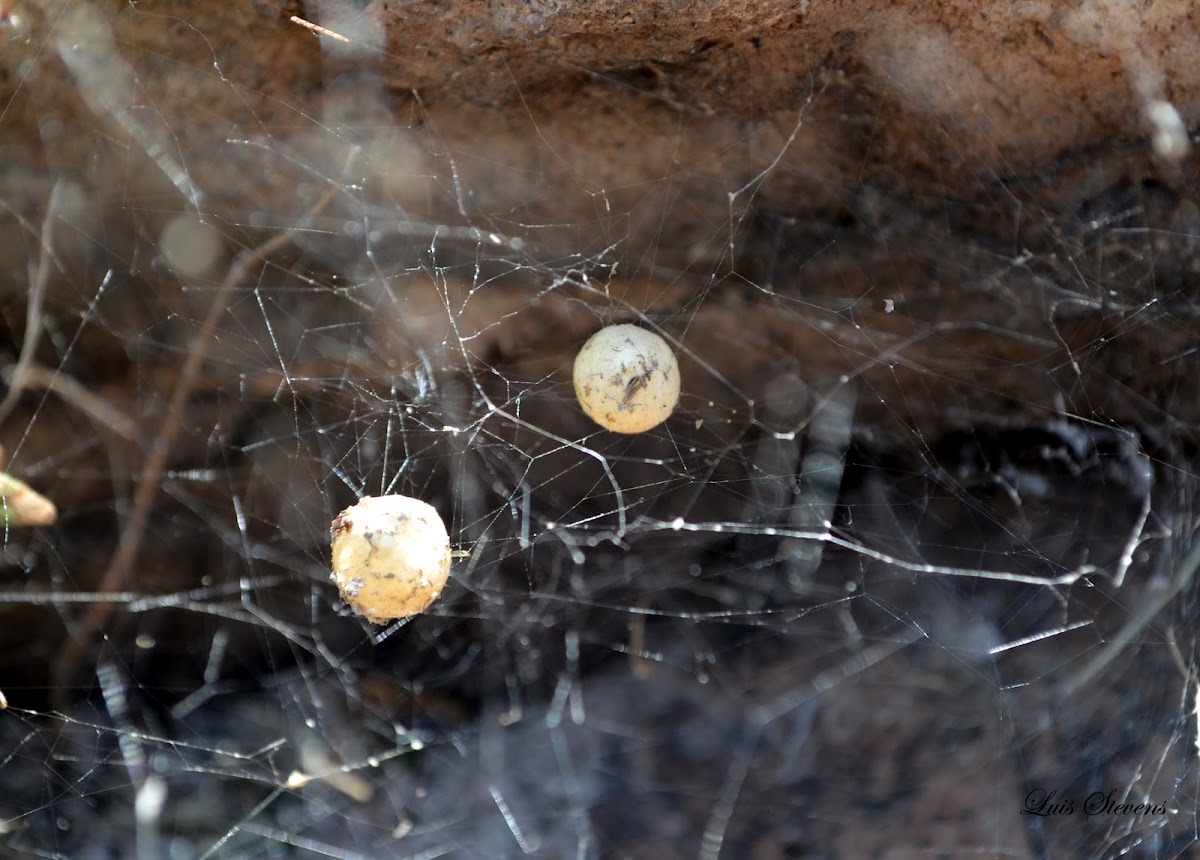 Spider Eggs