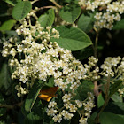 Cotoneaster flowers