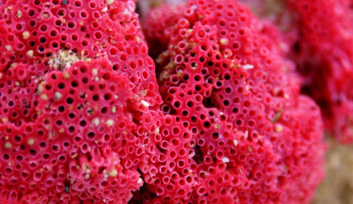Coral or Sponge