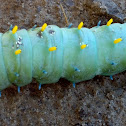 Cecropia caterpillar