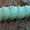 Cecropia caterpillar