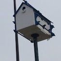 Purple Martins