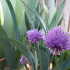 Chive Flower