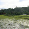 Rice plants ( Andapa White )