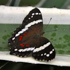 Banded Peacock Butterfly