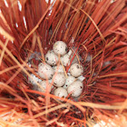 Gambel's Quail (nest)