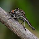 Robber fly