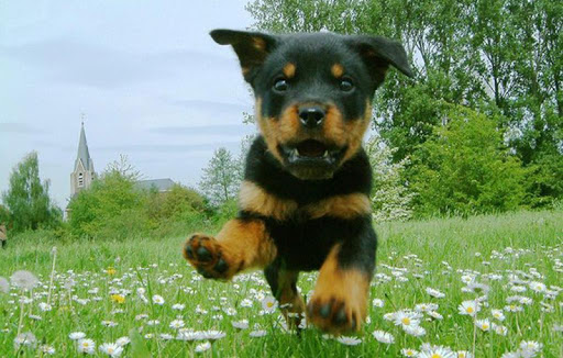 Rottweiler Wallpapers HD