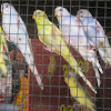 Common pet parakeet / Shell parakeet