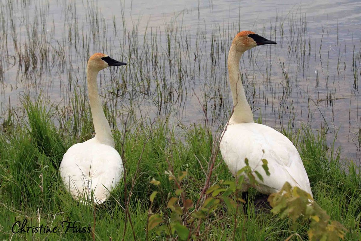 Trumpeter Swan