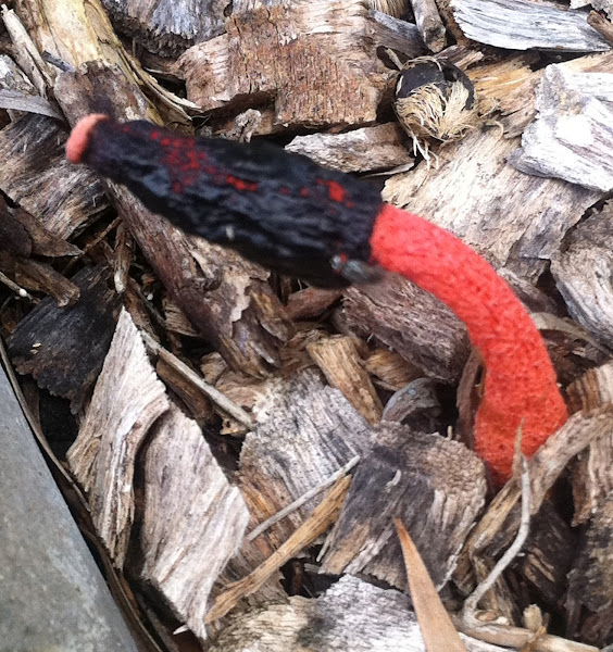 Devils Dipstick Project Noah