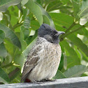 Red vented Bulbul