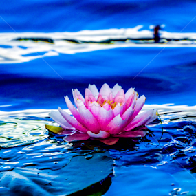by Donna Nicklas - Flowers Single Flower