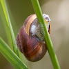 Weinbergschnecke - Burgundy snail