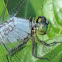 Eastern Pondhawk Dragonfly (male)