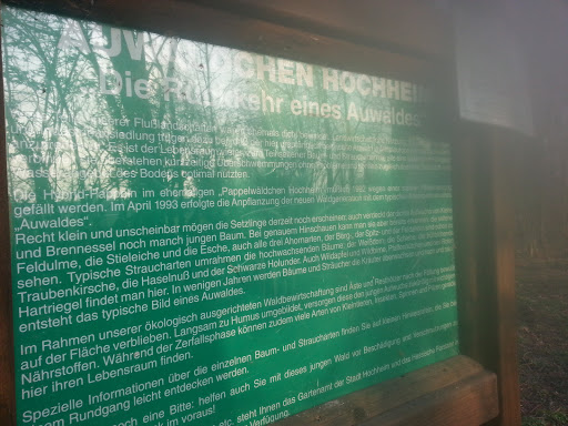 Auwäldchen Hochheim