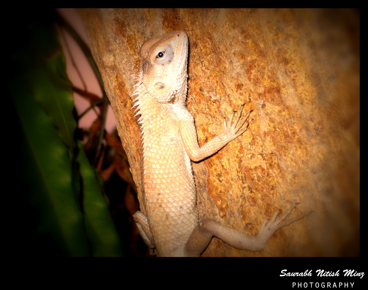 Changeable Lizard(Male and Female)