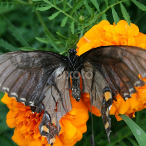 Black Swallowtail in repose by Dianne Collins - Animals Insects & Spiders