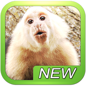 Monkey jigsaw puzzle game.apk 6.1