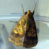 Cotton Looper Moth