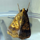 Cotton Looper Moth