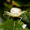 Crab Spider