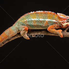 by Nigel Atkins - Animals Reptiles