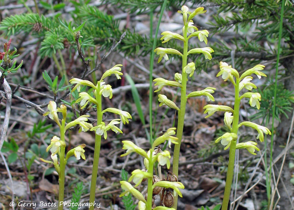 Northern Coral-Root Orchid
