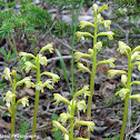Northern Coral-Root Orchid