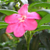 Lemonia, Limonia, Pink Ravenia Flower