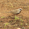 Ashy-Crowned Sparrow-Lark