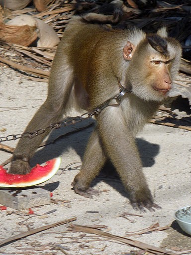 Thailand's 'Working Monkeys' - Southern pig-tailed Macaque
