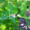 Common Snowberry