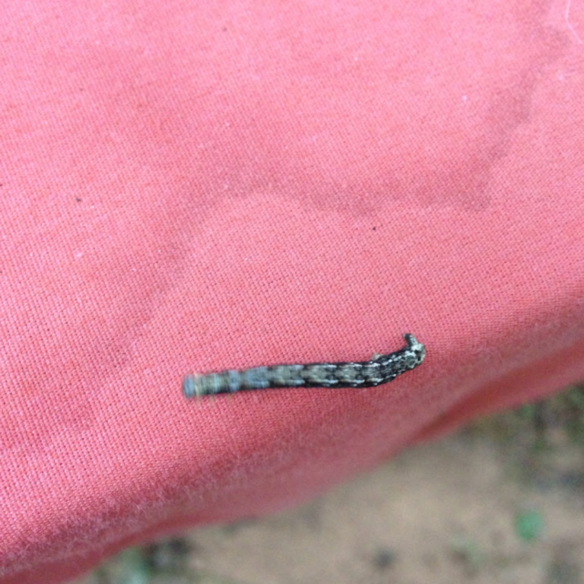 Inch worm