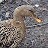 Mallard duck( female)