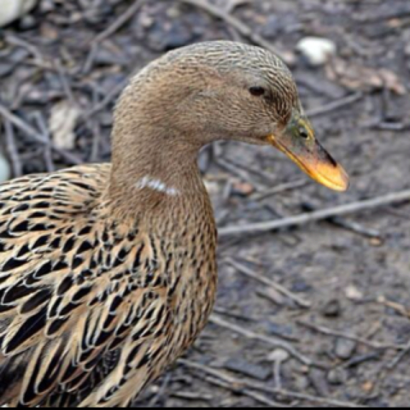 Mallard duck( female)