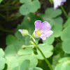 Pink wood sorrel