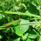 Caribbean Meadow Katydid