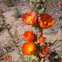 Desert Globemallow or Apricot Mallow