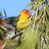 Western Tanager