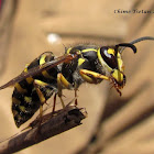 German wasp or European wasp