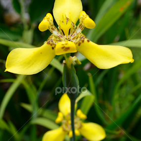 on top by Arri Alkatiri - Flowers Flower Arangements