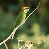 Little Green Bee Eater