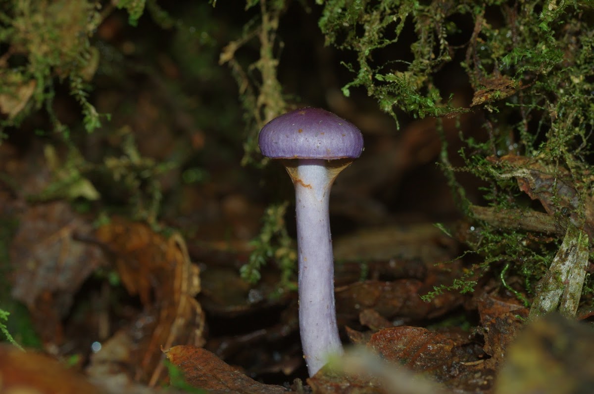 Violet fungus