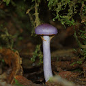 Violet fungus